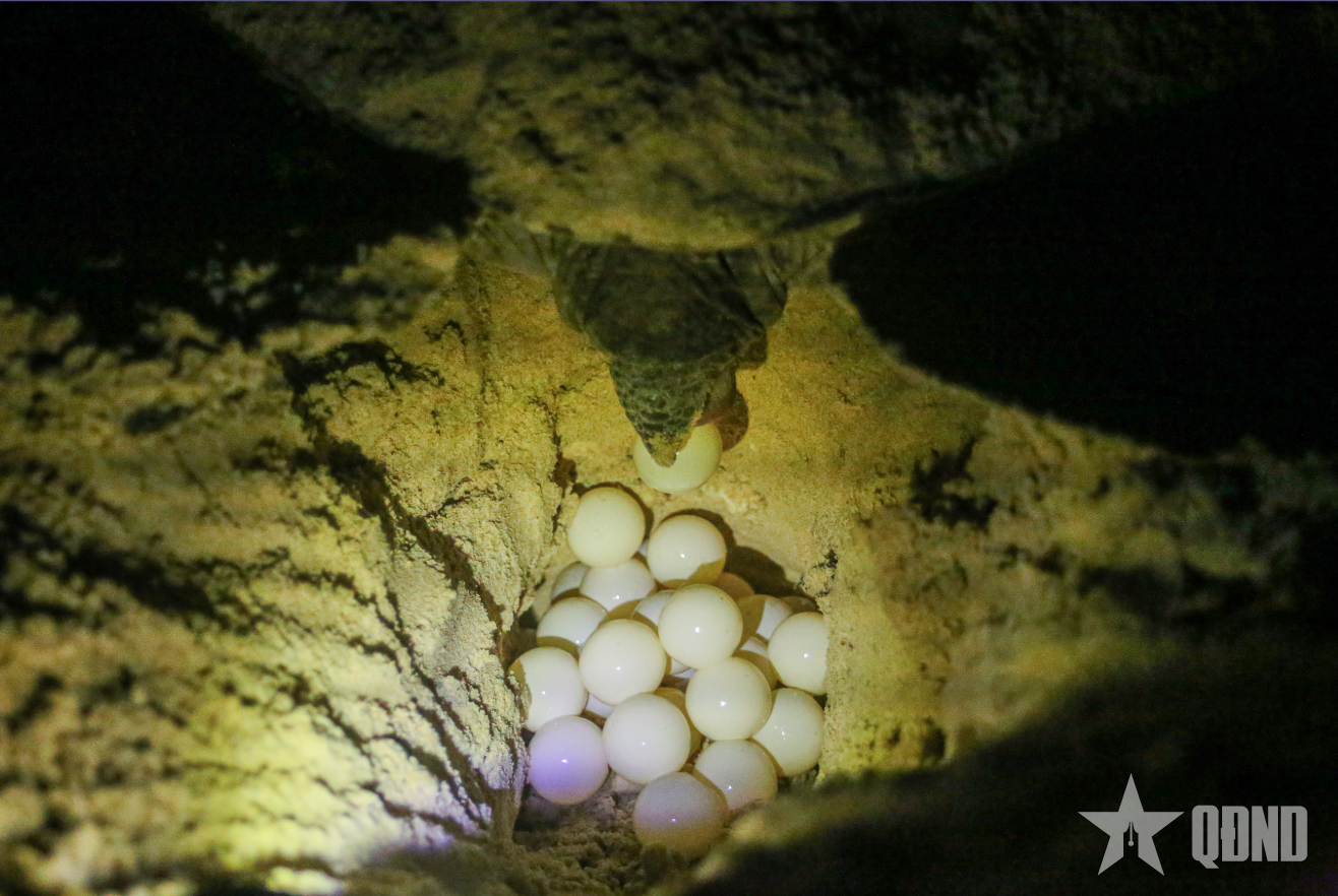 Ống kính bạn đọc: Côn Đảo mùa rùa đẻ